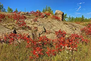 Shrubs Prints: Sumac in autumn color on Precambrian Shiled Whiteshell Provincial Park, Manitoba, Canada