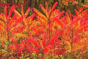 New Brunswick Prints: Sumac bushes in autumn foliage Fredericton, New Brunswick, Canada
