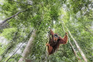 Sumatran orangutan climbing a tree in Gunung Leuser National Park, Northern Sumatra