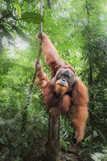 Sumatran orangutan climbing a tree in Gunung Leuser National Park, Northern Sumatra
