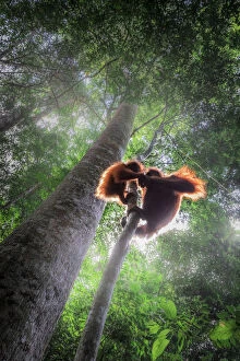 Silhouette Collection: Sumatran orangutan mother with baby climbing a tree in Gunung Leuser National Park