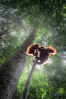 Back Light Prints: Sumatran orangutan mother with baby climbing a tree in Gunung Leuser National Park