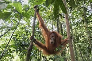 Sumatran orangutan, Pongo Abelii, Gunung Leuser National Park, Sumatra, Indonesia