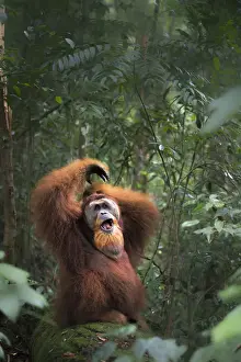 Sumatran orangutan sitting on a log in Gunung Leuser National Park, Northern Sumatra