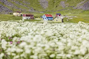 Nordland County Prints: The summer bloom of white flowers frames the typical huts Vaeroy Island Nordland county