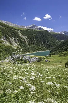 Basin Collection: Summer blooming with view on Isola with its pond. Spluga Valley Chiavenna Valley Lombardy