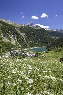 Valchiavenna Prints: Summer blooming with view on Isola with its pond. Spluga Valley Chiavenna Valley Lombardy