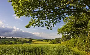 Summer crop field and rolling countryside near Broomhill, Mid Devon, England. Summer
