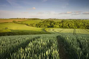 Crop Gallery: Summer crop field in rural mid Devon looking towards the village of Morchard Bishop