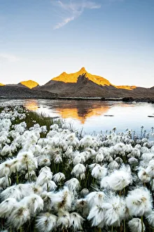 Eriophorum Prints: A summer flowering of Eriophorum at Gavia pass