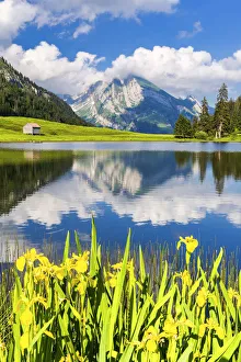 Altmann Prints: Summer flowering at Grappelensee. Alt Sankt Johann, Toggemburg, Canton of St