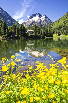 Refuges Prints: Summer flowering at Lake Cavloc, Forno Valley, Maloja Pass, Engadin, Graubunden
