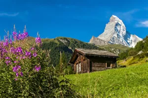 Images Dated 28th February 2014: Summer panoramic view over Matterhorn with rhododendron flowers, Zermatt, Wallis