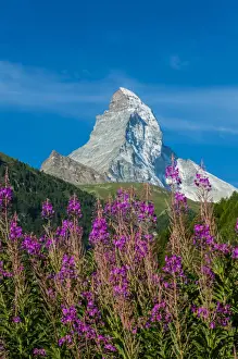 Summer panoramic view over Matterhorn with rhododendron flowers, Zermatt, Wallis