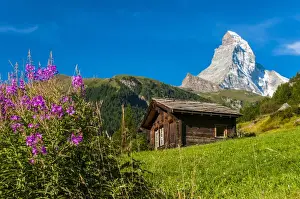 Zermatt Prints: Summer panoramic view over Matterhorn with rhododendron flowers, Zermatt, Wallis