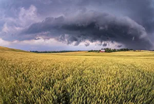 Bradford Prints: Summer storm and winter wheat crop near Bradford, Ontario, Canada
