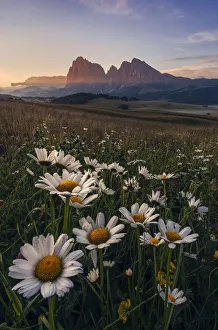 Summer sunrise at the Alpe di Siusi (Seiser Alm) in the Dolomites, Italy Summer sunrise at the Alpe di Siusi (Seiser Alm) in the Dolomites, Italy