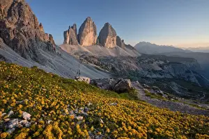 Summer Colours Prints: Summer sunset at Tre Cime di Lavaredo whit flowery field, Drei Zinnen