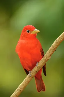 Biodiversity Prints: Summer tanager (Piranga rubra), Estero Llano Grande State Park, Weslaco, Texas, USA