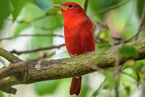 Biodiversity Prints: Summer tanager (Piranga rubra), Estero Llano Grande State Park, Weslaco, Texas, USA