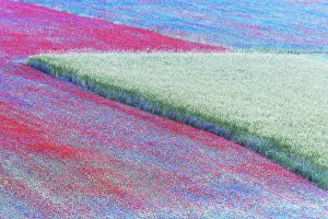 Appennino Centrale Prints: Summer wildflowers at dusk in Castelluccio di Norcia, Umbria, Italy