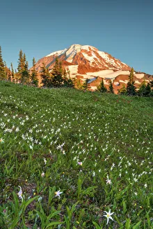 Rainier Prints: Summer wildflowers in Spray Park with Mt
