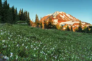 Rainier Prints: Summer wildflowers in Spray Park with Mt
