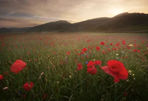 Norcia Prints: Summer wildflowers at sunset in Castelluccio di Norcia, Umbria, Italy