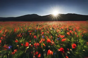 Summer wildflowers at sunset in Castelluccio di Norcia, Umbria, Italy