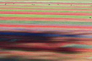 Produce Gallery: Summer wildflowers at sunset in Castelluccio di Norcia, Umbria, Italy
