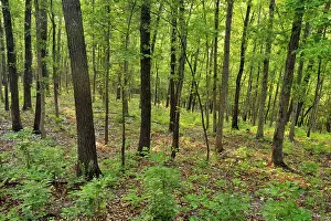 Deep South Prints: Summer woodland, Buffalo National River- Ozark Unit, Arkansas, USA