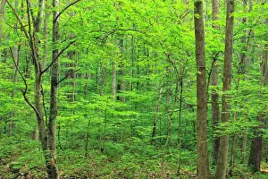 Deep South Prints: Summer woodland along the Lost Valley Trail near Clark Creek
