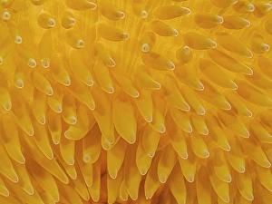 Invertebrate Prints: Sun Anemone (Stichodactyla helianthus), Grand Cayman, Cayman Islands, British West Indies