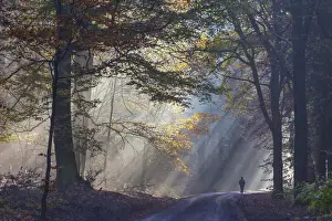 Autumnal Prints: Sun breaks through the fog - in the Rheingau-Taunus Nature Park near Engenhahn
