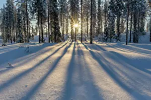 Pine Trees Prints: Sun Bursting through Pine Trees in Winter, Tolva, Lapland, Finland