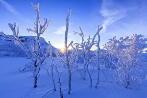 Images Dated 12th December 2017: Last sun on frost plants. Riskgransen, Norbottens Ian, Lapland, Sweden, Europe