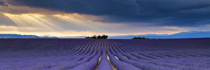 Cloudscape Prints: Sun Rays Over Field of Lavender, Valensole Plateau, Provence, France