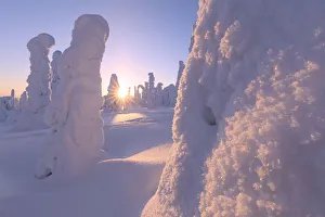 Ruka Prints: Sun rays on frozen trees, Riisitunturi National Park, Posio, Lapland, Finland