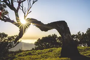 Back Lit Prints: Sun rays at sunset through majestic tree trunks inside Fanal forest, Madeira island