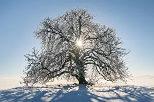 Middle Europe Prints: Sun shines through snow-covered solitary horse chestnut on field, blue sky, Vogtland