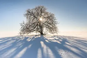 Sun shines through snow-covered solitary horse chestnut on field, blue sky, Vogtland