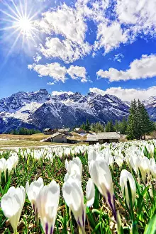Rural Scene Prints: Sun shining bright over alpine meadows covered with crocus in bloom