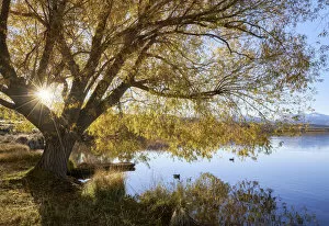 Images Dated 4th November 2019: Sun shining through trees at Lake Alexandrina, Canterbury, New Zealand