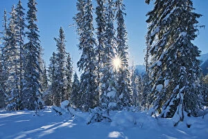 Western Canada Collection: Sun streaking through coniferous trees, Kootenay National Park, British Columbia, Canada