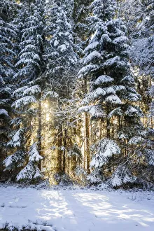 Sunbeams Prints: Sun in the winter forest near Engenhahn in Taunus, Niedernhausen, Hesse, Germany