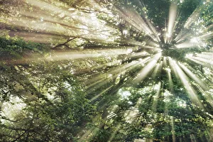 Starnberg Prints: Sunbeams in mist in beech forest - Germany, Bavaria, Upper Bavaria, Starnberg