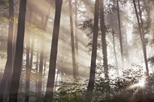 Starnberg Prints: Sunbeams in mist in beech forest - Germany, Bavaria, Upper Bavaria, Starnberg
