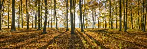 Shadow Gallery: Sunburst Through Autumn Beech Trees, Thetford Forest, Norfolk, England