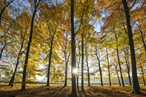 Sunburst Through Autumn Trees, Thetford Forest, Norfolk, England