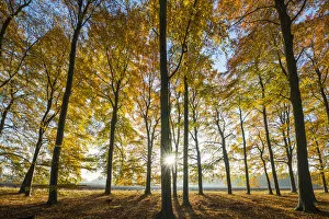Forests Gallery: Sunburst Through Autumn Trees, Thetford Forest, Norfolk, England